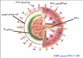 Fungi and viruses