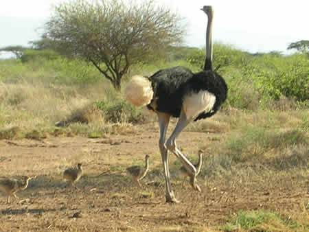 Ostrich