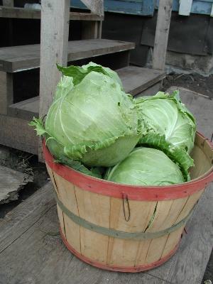 Savoy cabbage