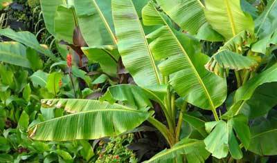 Banana Greenhouse