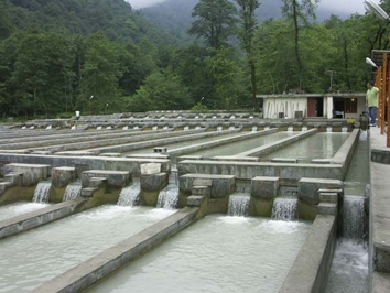 Fish breeding projects