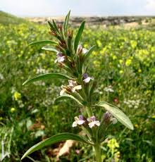 Crop ecology