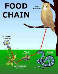 Hurricane effects on ecosystems and organisms