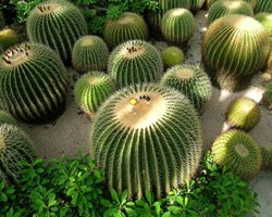 Paper is reproduced cactus