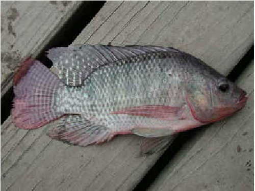 Research Tilapia