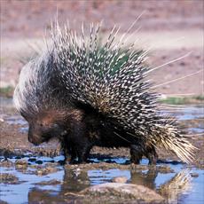 PowerPoint presentation porcupine species (Sikhvoran, Kerman)