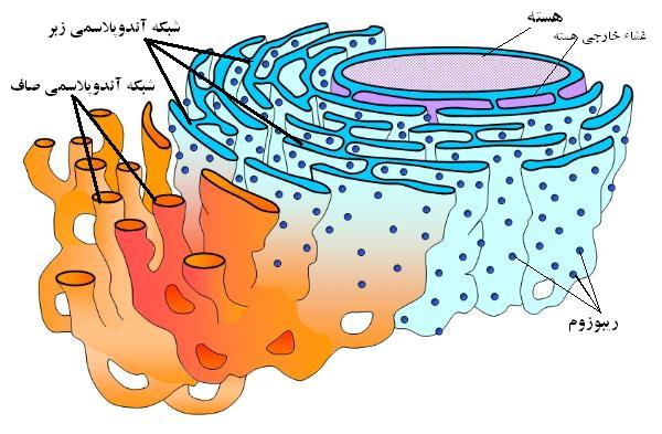 Research endoplasmic reticulum