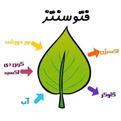 Research factors in photosynthesis