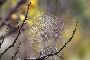 Research spiders