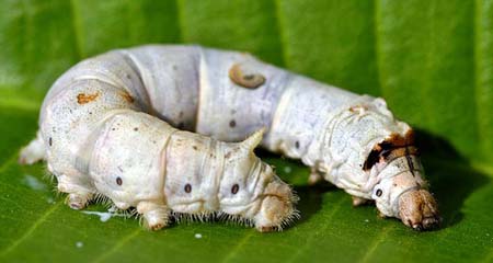 Silkworm Research