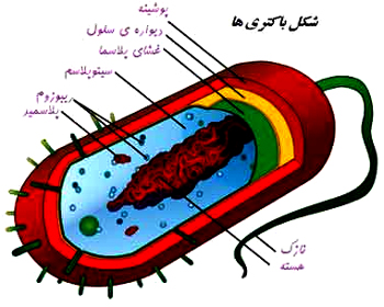 دانلود پاورپوینت باکتری ppt