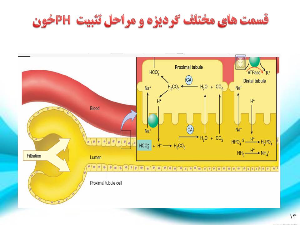 فرایند تشکیل ادرار