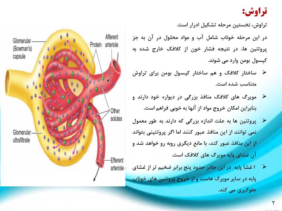 پاورپوینت فرایند تشکیل ادرار و تخلیۀ آن زیست شناسی دهم