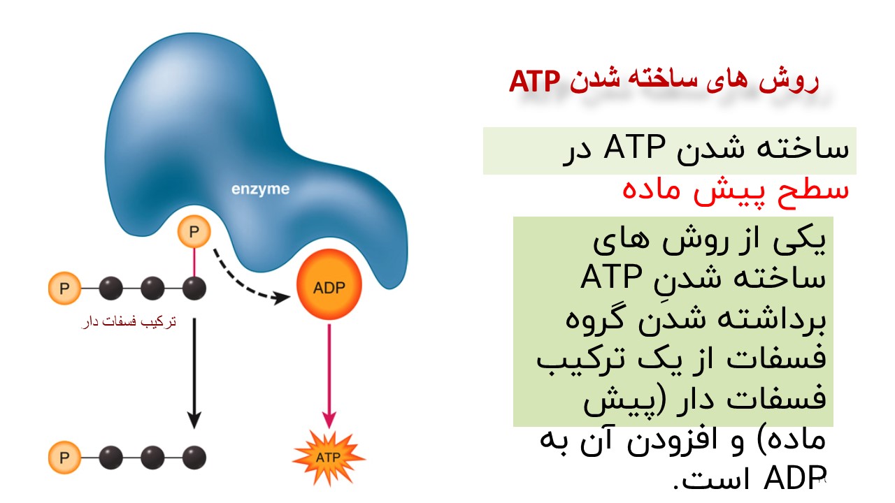 تامین انرژی زیست دوازدهم تجربی