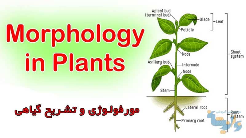 مورفولوژی و تشریح گیاهی